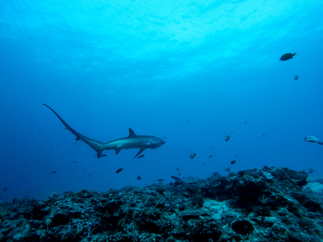 Os famosos thresher sharks de Malapáscua, Filipinas. Tudo sobre as Filipinas
