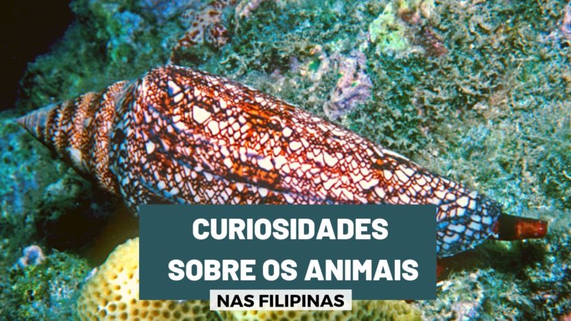 5 curiosidades e fatos interessantes sobre os animais nas Filipinas, 