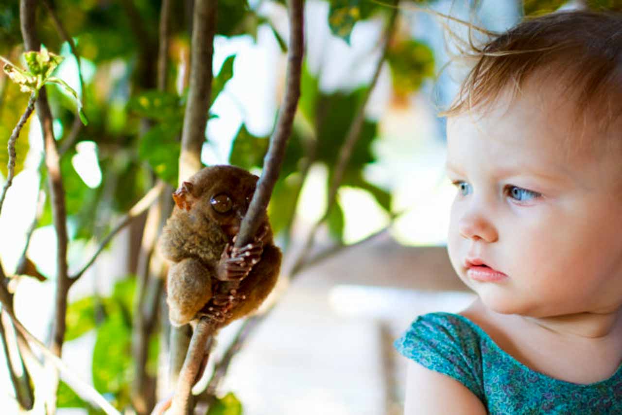 Curiosidades animais das Filipinas, o Tarsier: o menor primata do MUNDO