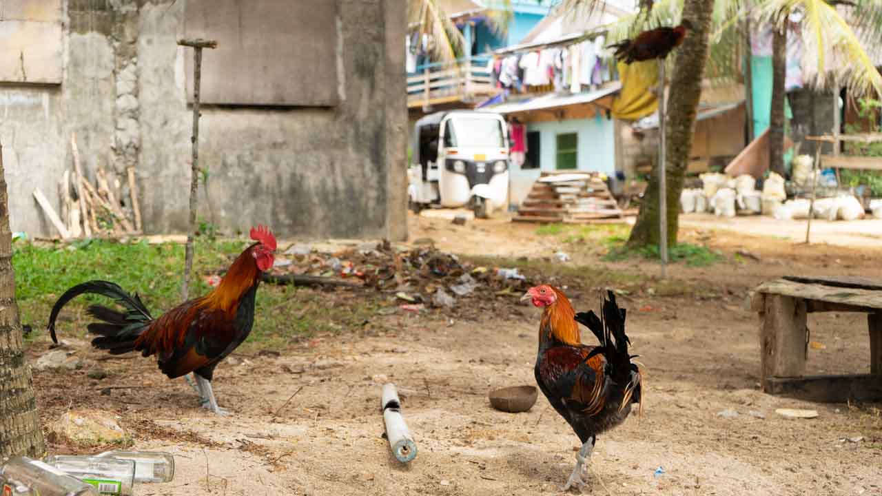 Curiosidades sobre filipinos: Tem galo em todo lugar nas Filipinas!